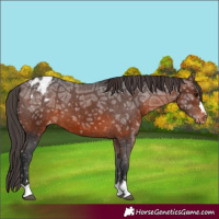 Horse Color:Brown Ice Appaloosa 