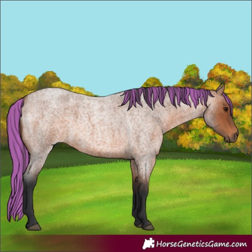Horse Color:Painted Bay Roan