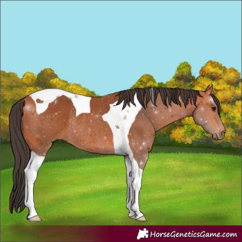 Horse Color:Bay Tobiano Rabicano
