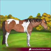 Horse Color:Bay Tobiano Rabicano 