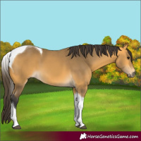 Horse Color:Buckskin Tobiano 