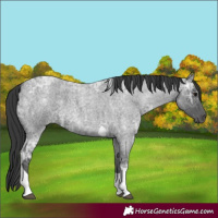 Horse Color:Blue Ice Roan Tobiano 