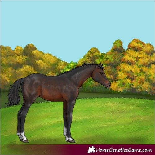 Horse Color:Brown Tobiano
