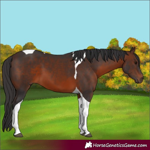 Horse Color:Brown Tobiano