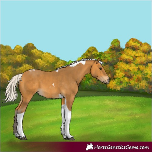 Horse Color:Silver Buckskin Tobiano 