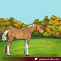 Horse Color:Silver Buckskin Tobiano 