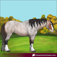 Horse Color:Bay Roan Splash 