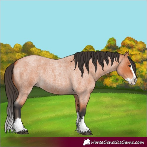 Horse Color:Bay Roan Splash 