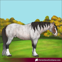 Horse Color:Bay Roan Splash 