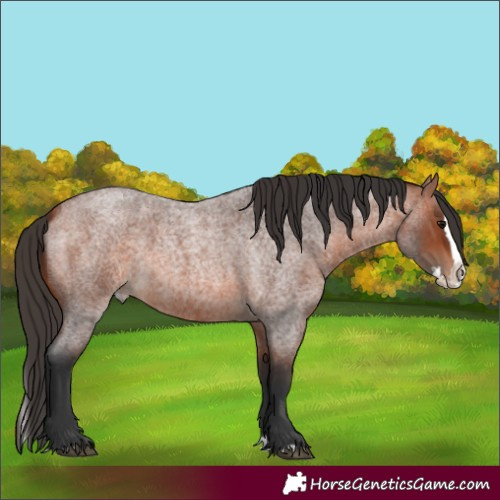 Horse Color:Bay Roan Splash