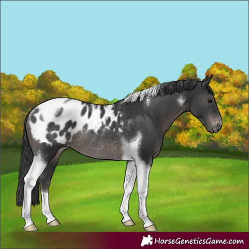 Horse Color:Black Tobiano Appaloosa Rabicano 