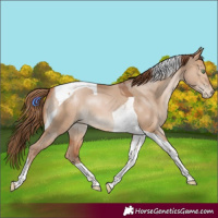 Horse Color:Brown Pearl Dun Tobiano 