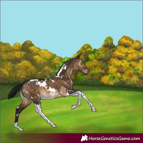 Horse Color:Gray White Spotted Brown Dun Tobiano 