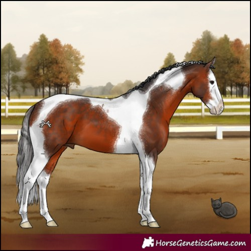 Horse Color:Bay Splash Tobiano 