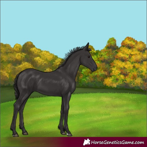 Horse Color:Smoky Black 