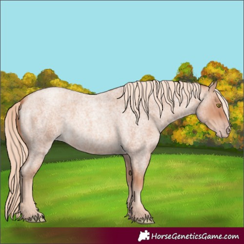 Horse Color:Gold Champagne Roan 