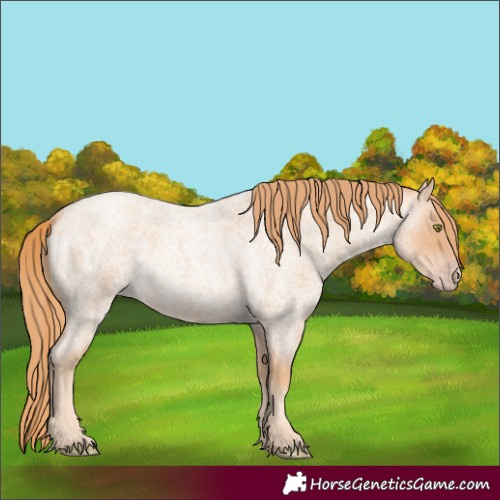 Horse Color:Gold Champagne Roan 