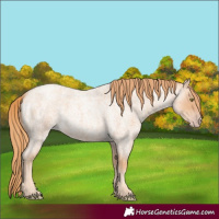 Horse Color:Gold Champagne Roan 