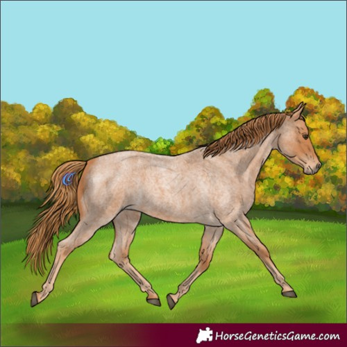 Horse Color:Red Roan 