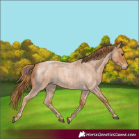 Horse Color:Red Roan 