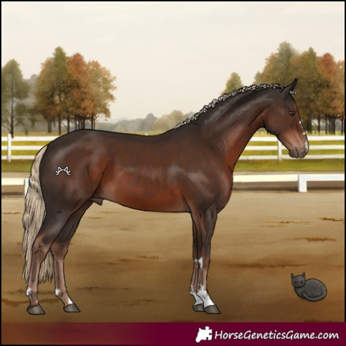 Horse Color:Liver Chestnut 