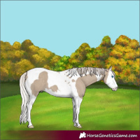 Horse Color:Silver Grullo Splash Tobiano 