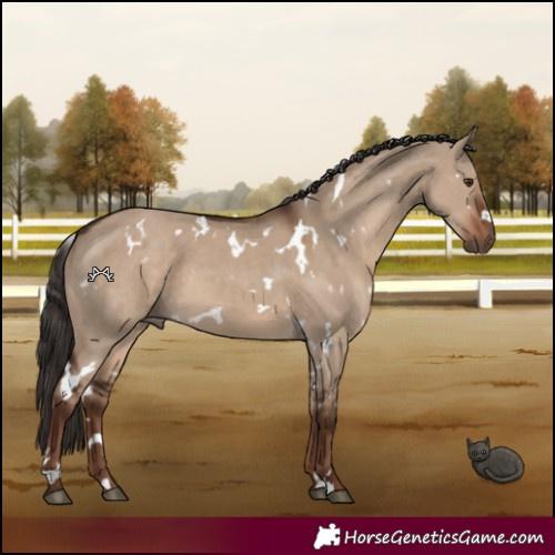 Horse Color:White Spotted Liver Red Dun 
