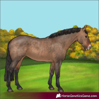Horse Color:Bay Dun  and Bay Dun Frame 