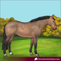 Horse Color:Bay Dun Rabicano 