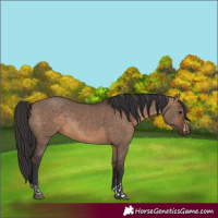 Horse Color:Brown Dun and Brown Dun