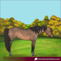 Horse Color:Brown Dun  and Brown Dun 