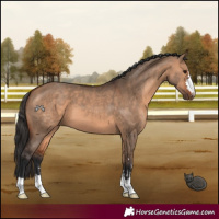 Horse Color:Bay Dun 