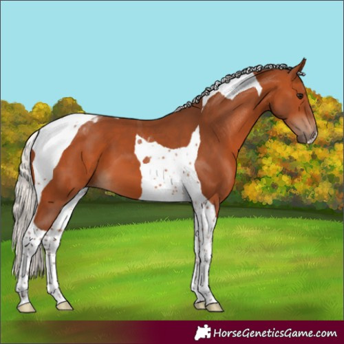 Horse Color:Silver Bay Tobiano