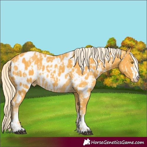 Horse Color:Palomino Appaloosa and Palomino Appaloosa