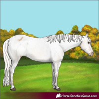 Horse Color:Silver Brown Dun Appaloosa 