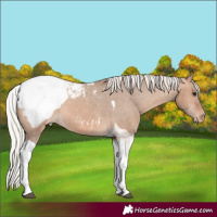 Horse Color:Silver Brown Dun Tobiano Appaloosa 