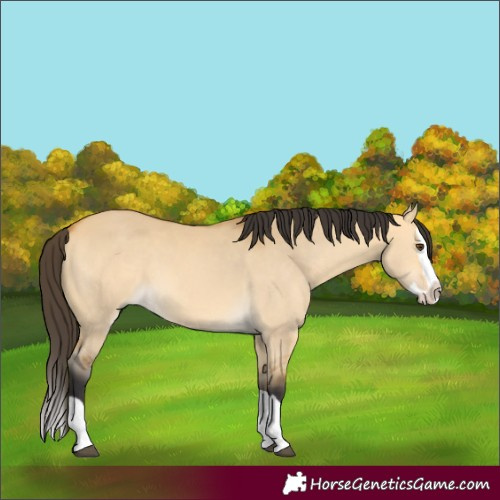 Horse Color:Buckskin Dun Splash