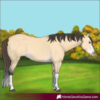 Horse Color:Buckskin Dun Splash 