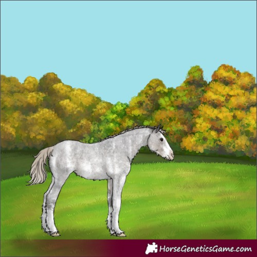 Horse Color:Silver Smoky Blue Roan Sabino 