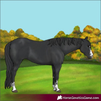 Horse Color:Black  and Black 