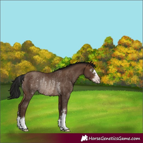 Horse Color:Gray Sable Champagne Rabicano 