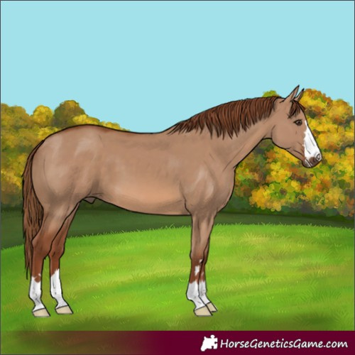 Horse Color:Red Dun 