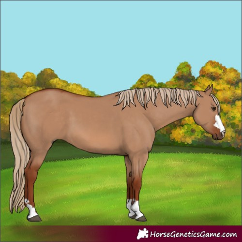 Horse Color:Red Dun