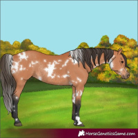 Horse Color:White Spotted Bay Rabicano