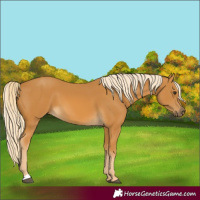 Horse Color:Palomino