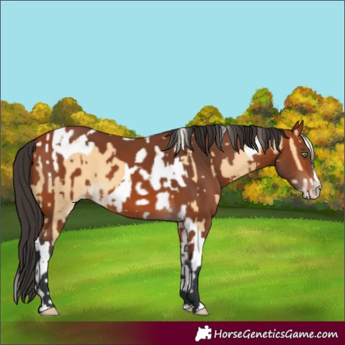 Horse Color:Gold Cream Champagne Tobiano  and Bay Splash 