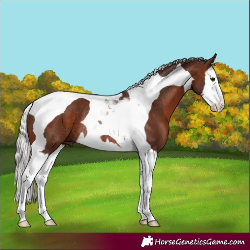 Horse Color:Silver Brown Splash Tobiano Rabicano