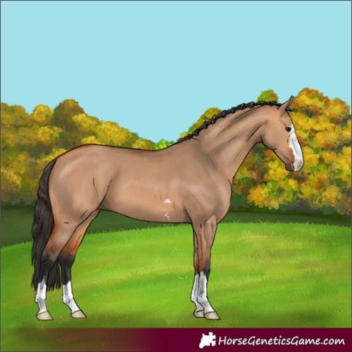 Horse Color:Bay Dun 