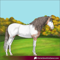 Horse Color:Bay Splash Appaloosa