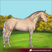 Horse Color:Silver Amber Champagne Rabicano 